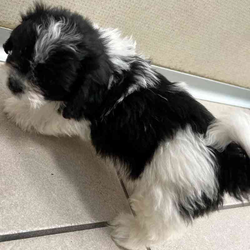 Bichon And Shih Tzu Mix For Sale ViassildNews