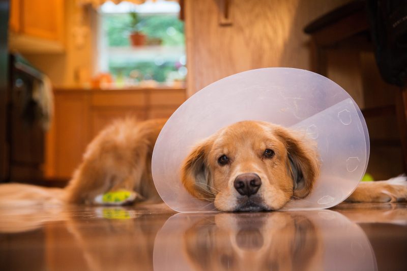 Animal Emergency Clinic Des Moines Iowa