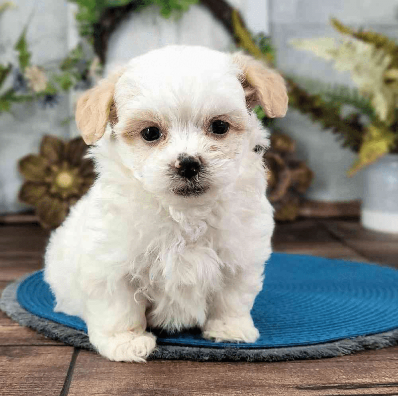 Bichon Shih Tzu Puppies For Sale Near Me