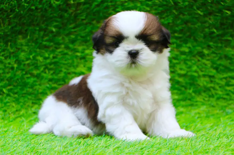 Black And White Shih Tzu Puppies For Sale Near Me