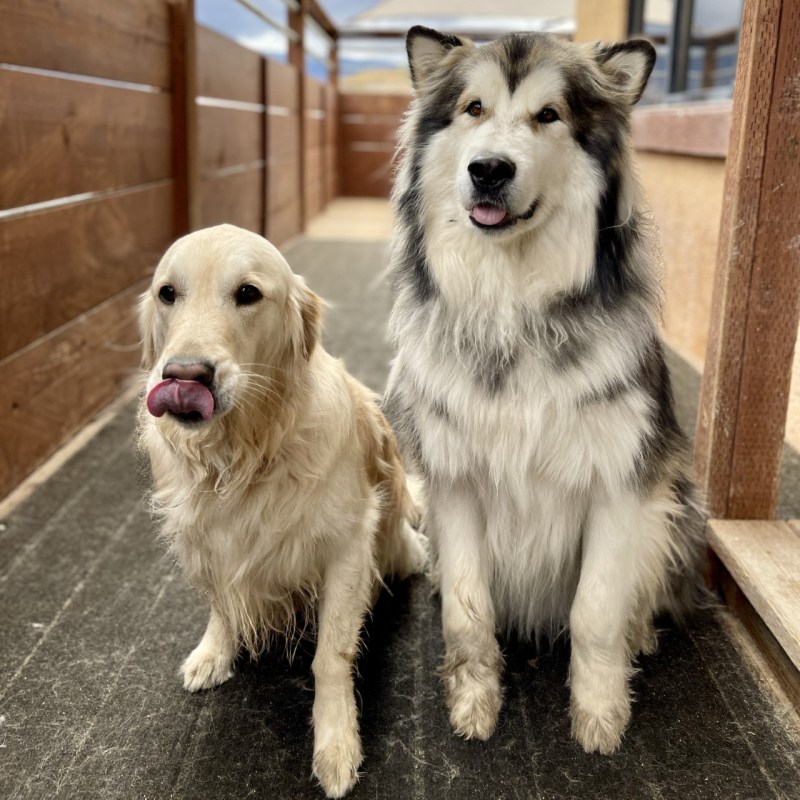Doggie Day Care Reno Nv