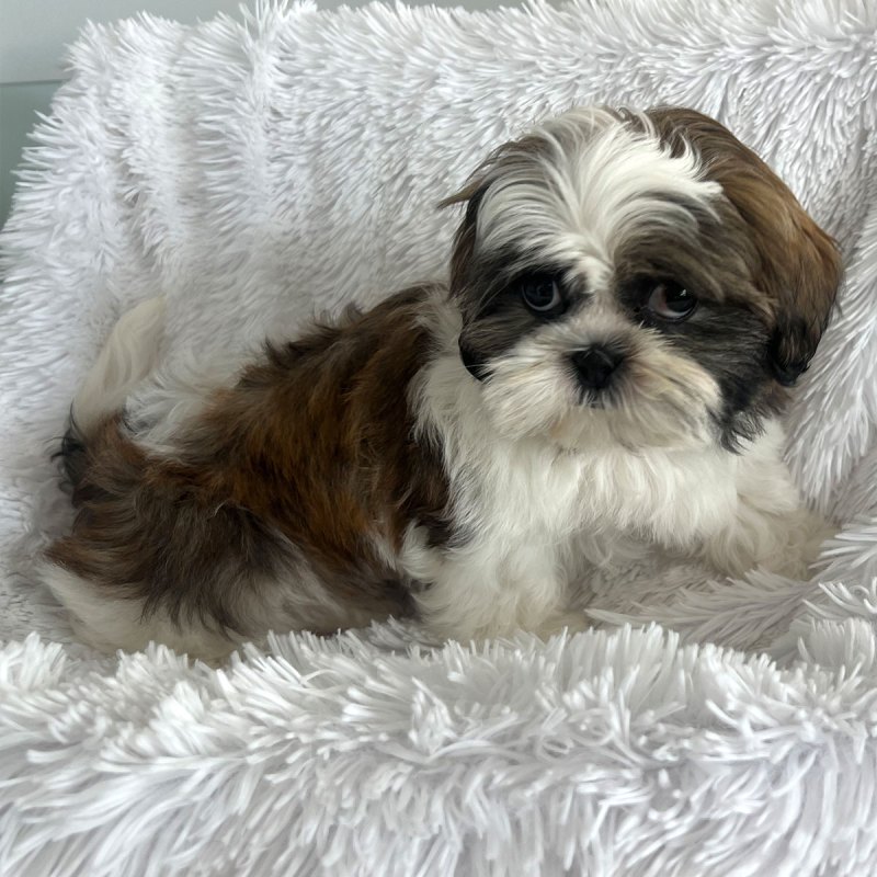 Gray And White Shih Tzu For Sale - ViassildNews