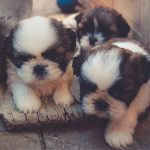 Imperial Shih Tzu Puppies For Sale Florida