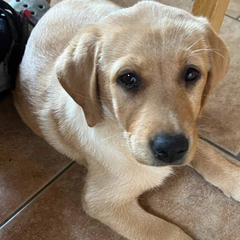 Lab Puppies For Sale In Des Moines Iowa