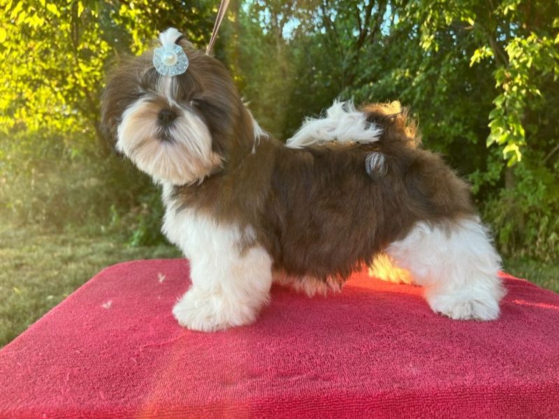 Mini Shih Tzu Puppies For Sale In Michigan