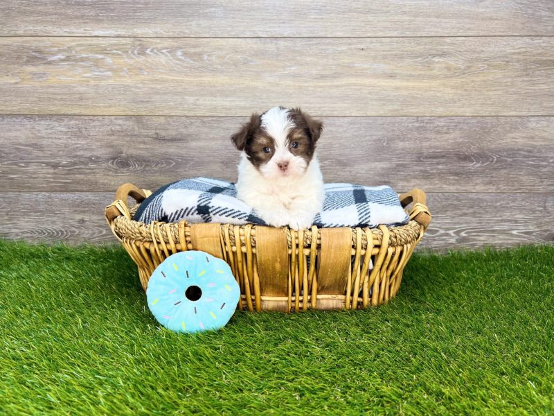 Shih Tzu Puppies For Sale In Nc Craigslist