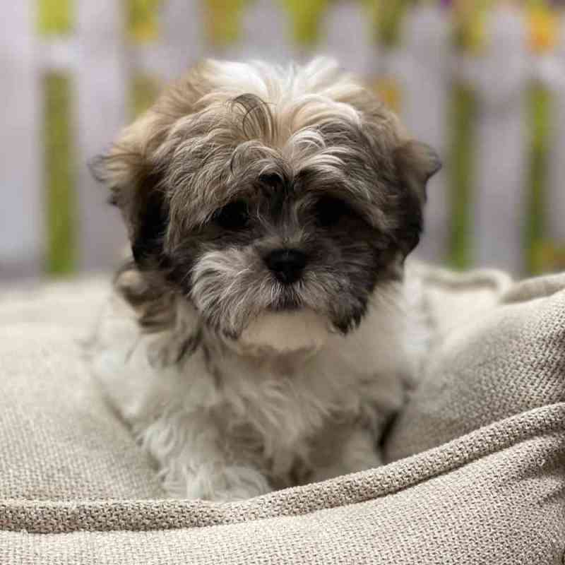 Shih Tzu Puppies For Sale In Ny