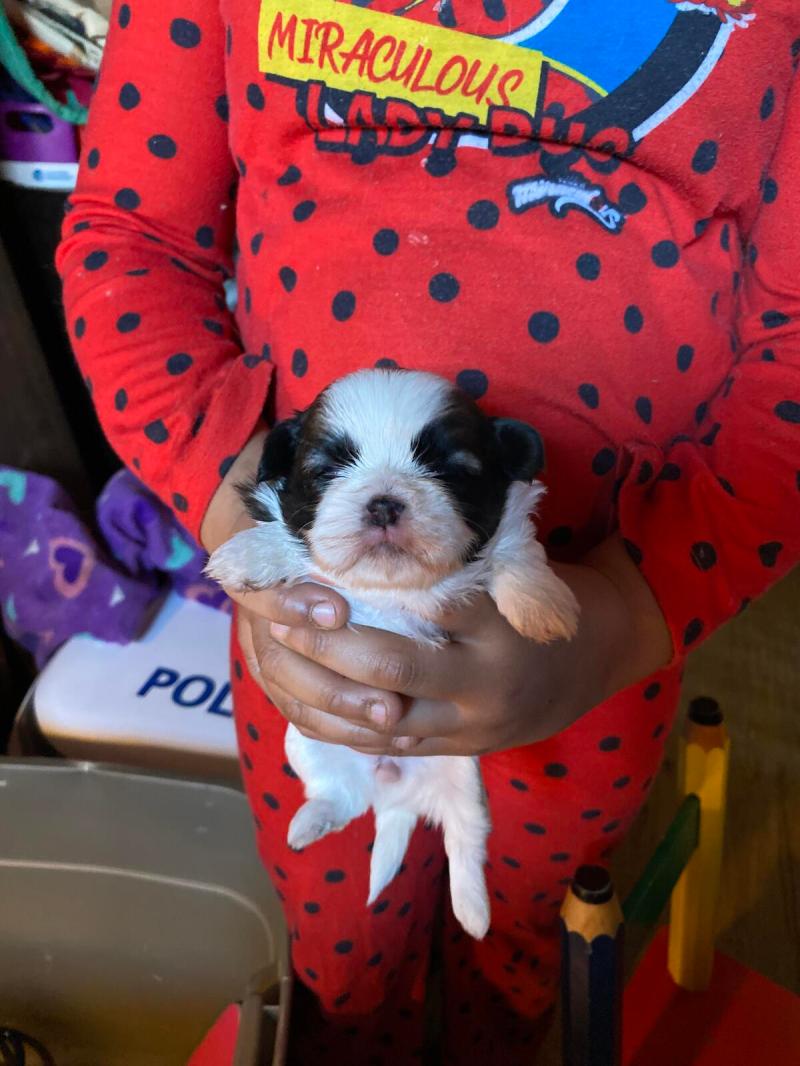 Shih Tzu Puppies For Sale Indiana