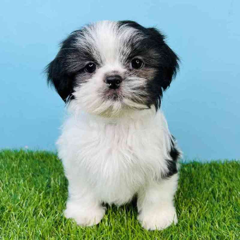 Shih Tzu Puppies For Sale - ViassildNews