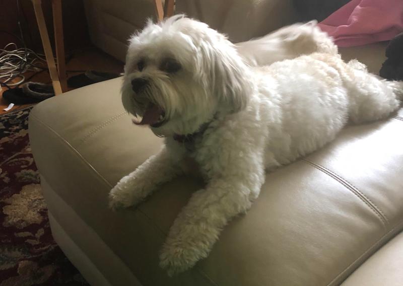 Bichon Frise And Shih Tzu Mix Puppies For Sale