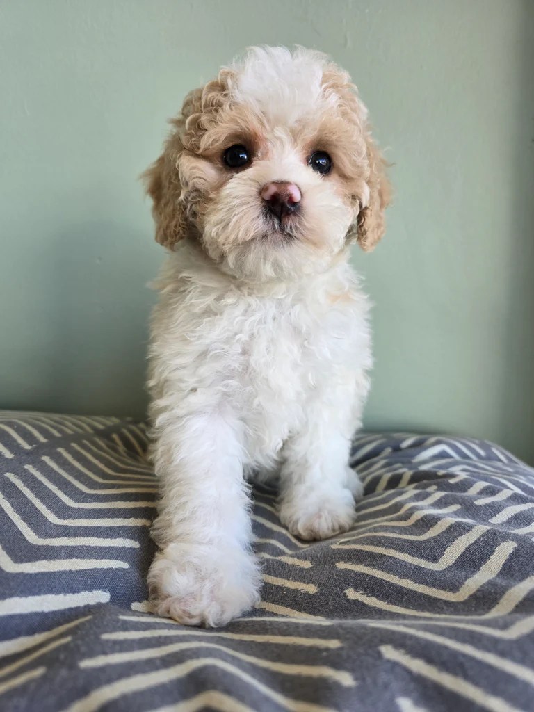 Bichon Frise Cross Shih Tzu Puppies