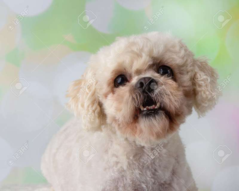 Bichon Frise Shih Tzu Poodle Mix