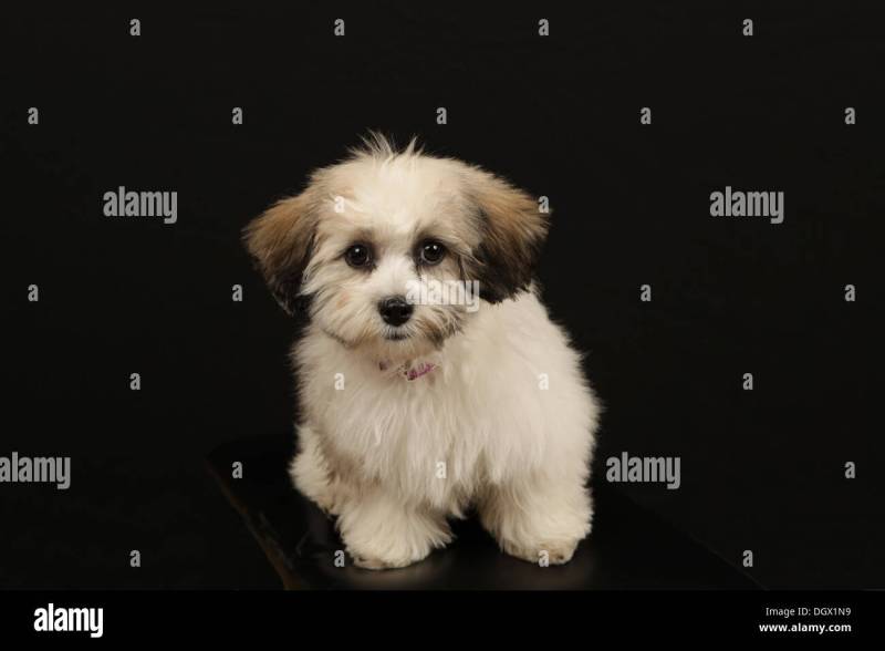 Bichon Frise X Shih Tzu Puppies For Sale