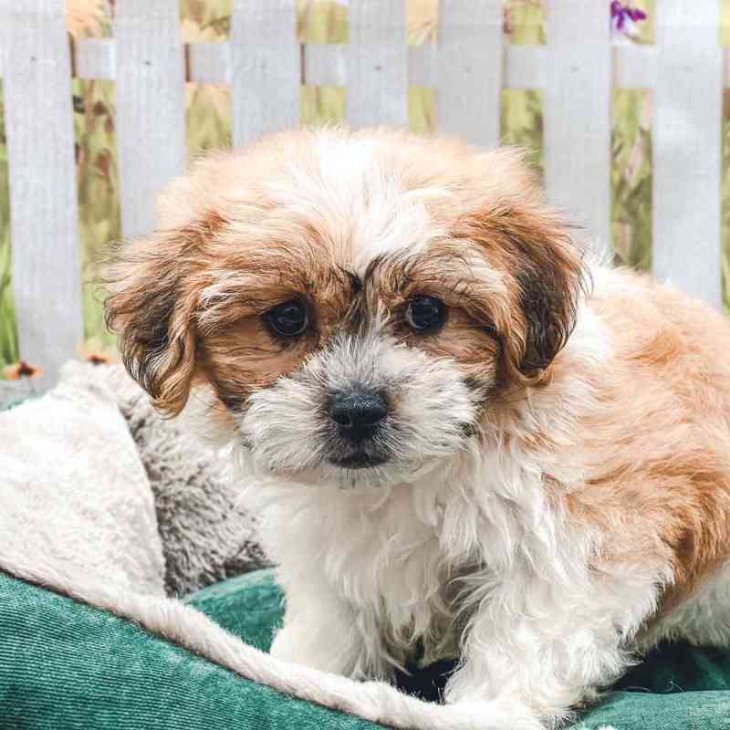 Bichon Shih Tzu Mix Puppies