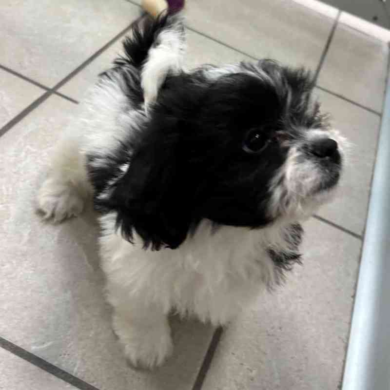 Bichon Shih Tzu Mix Sale