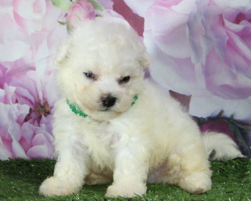 Bichon X Shih Tzu Puppies