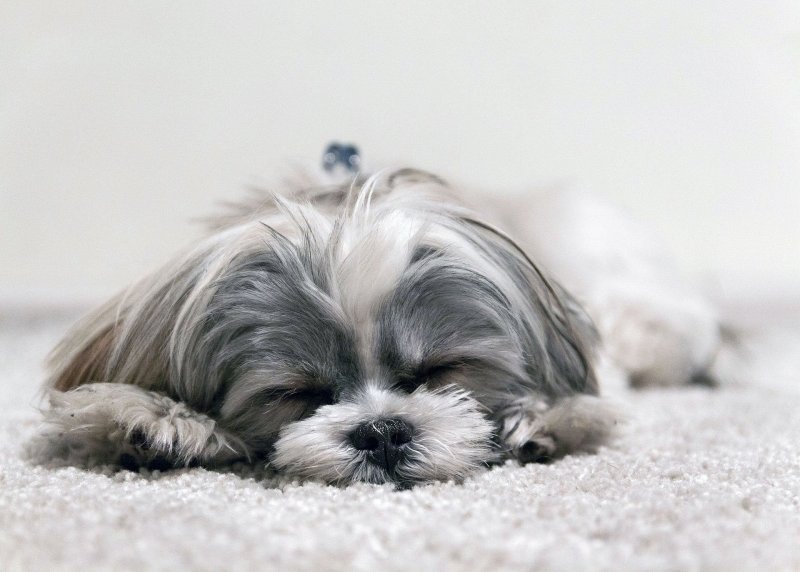 Black And White Maltese Shih Tzu Puppies For Sale