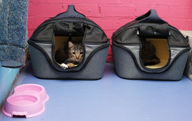 Cat Boarding Services Near Me