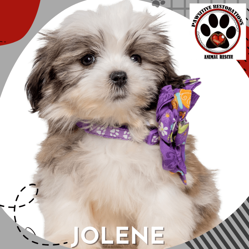 Colorado Shih Tzu Maltese Rescue