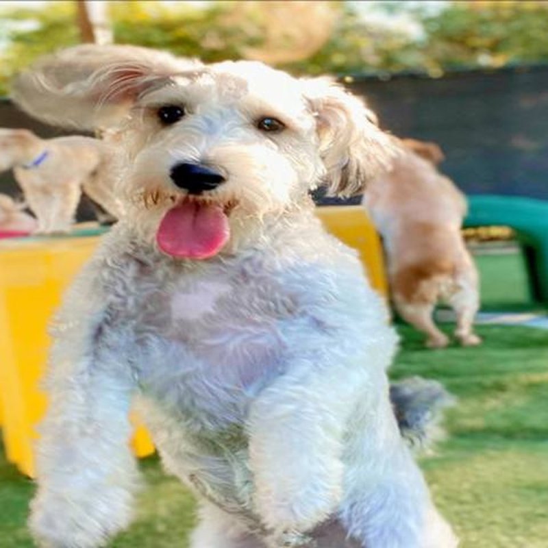 Dog Daycare West Des Moines