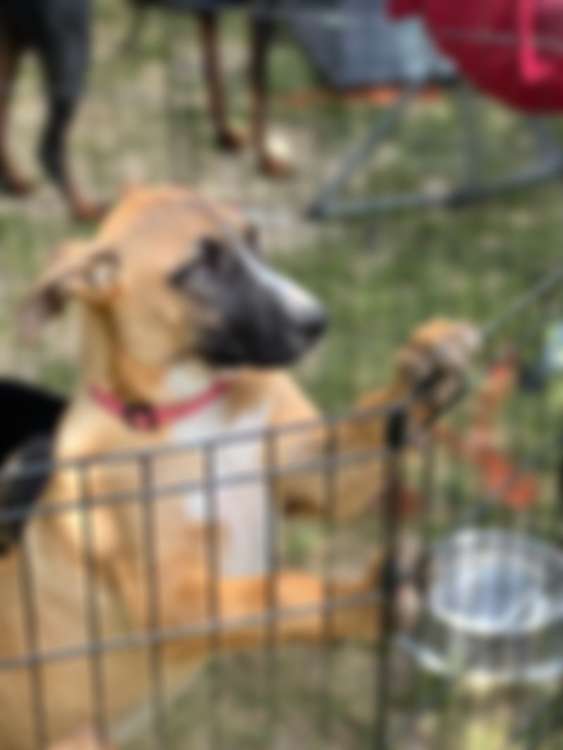 Dog Rescue In Reno Nv