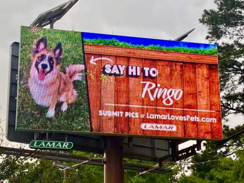 Doggie Day Care Bossier City