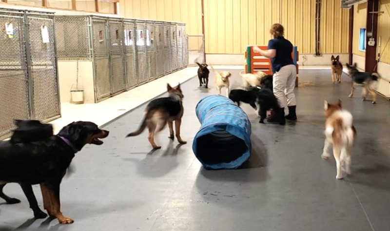 Doggie Day Care In Michigan