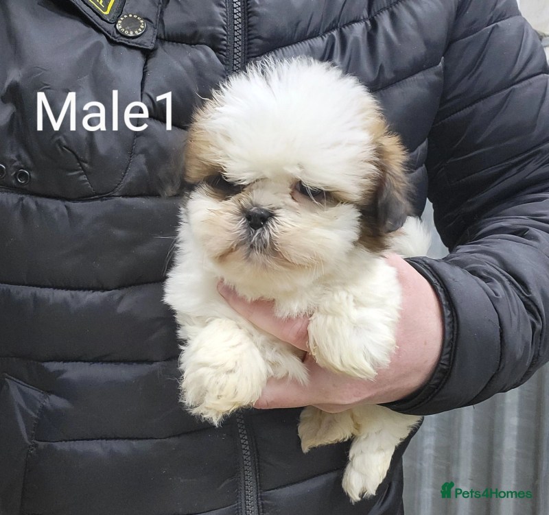 Female Shih Tzu For Adoption