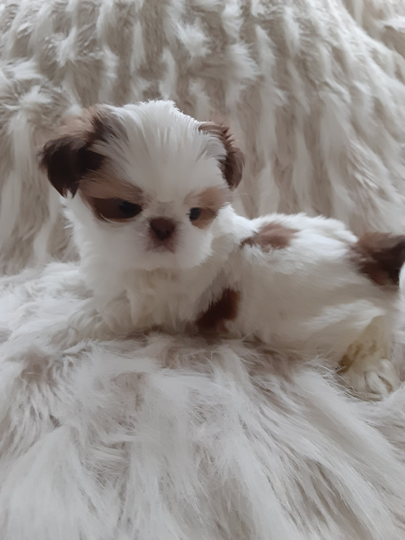 Imperial Shih Tzu For Sale Near Me