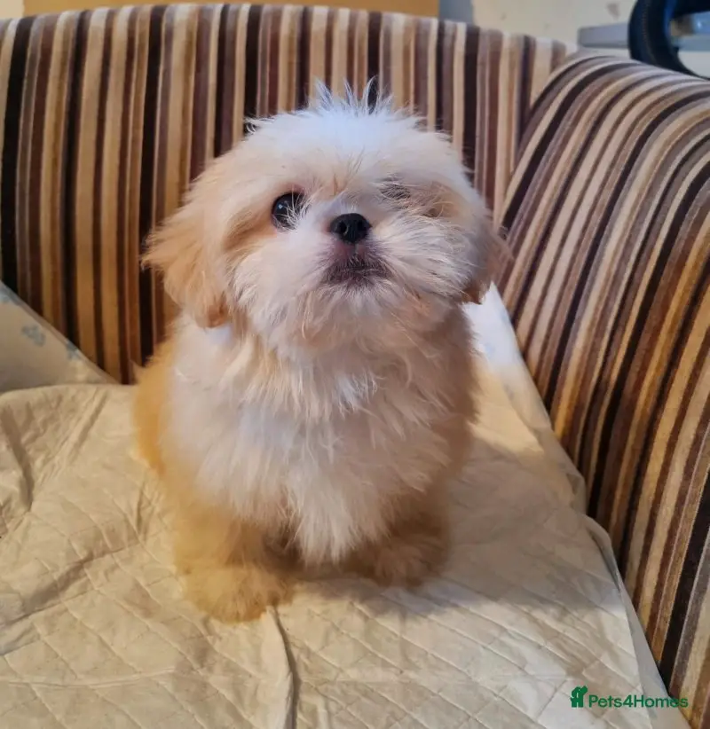 Imperial Shih Tzu Puppies Price