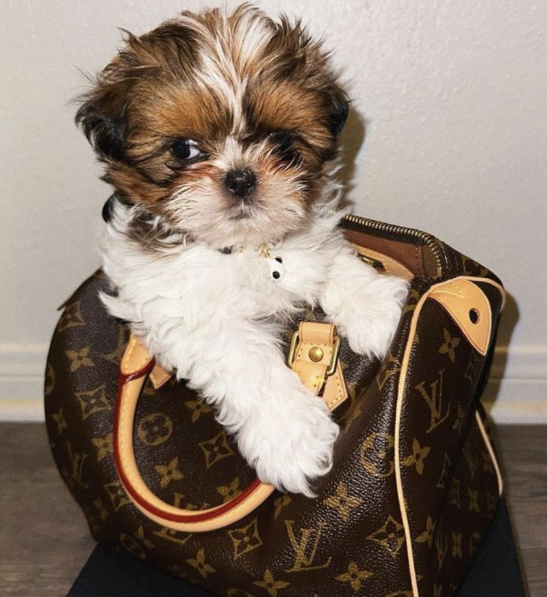 Imperial Teacup Shih Tzu For Sale