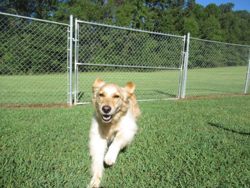 Long Term Dog Boarding Atlanta