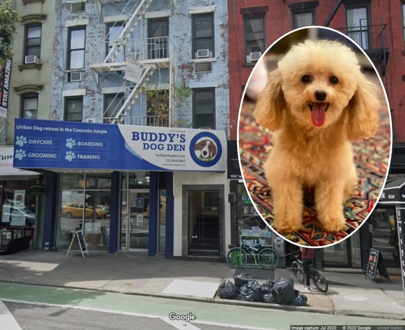 Long Term Dog Boarding Nyc