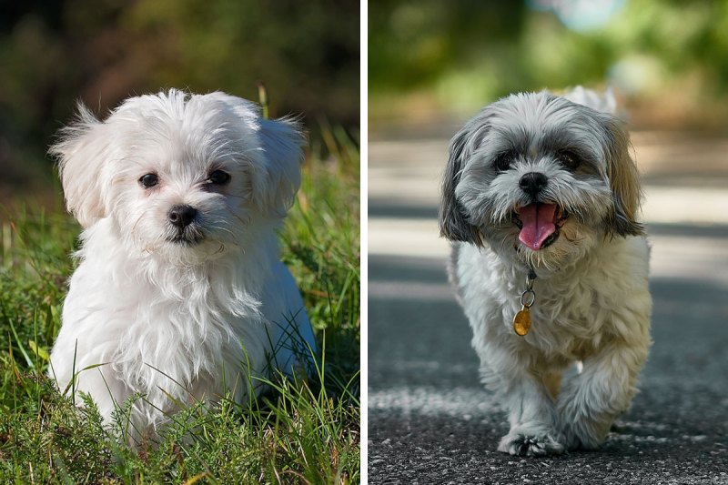 Maltese And Shih Tzu Mix Full Grown