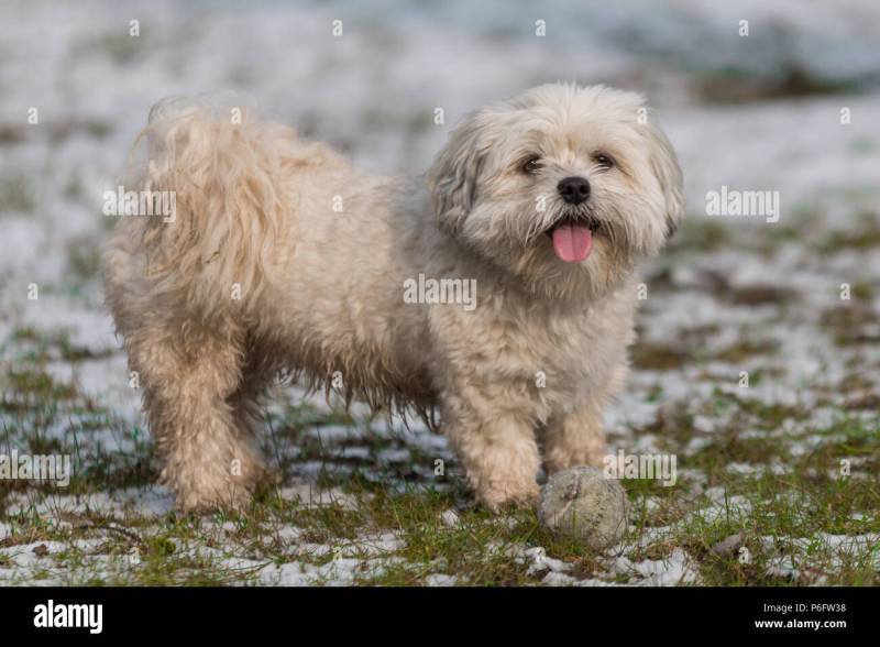 Maltese Poodle Mix With Shih Tzu