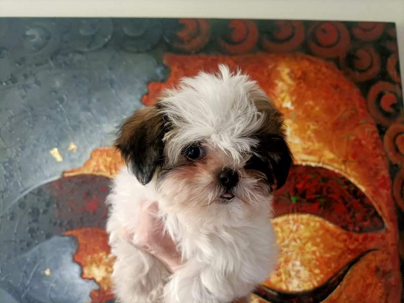 Maltese Shih Tzu For Sale Near Me