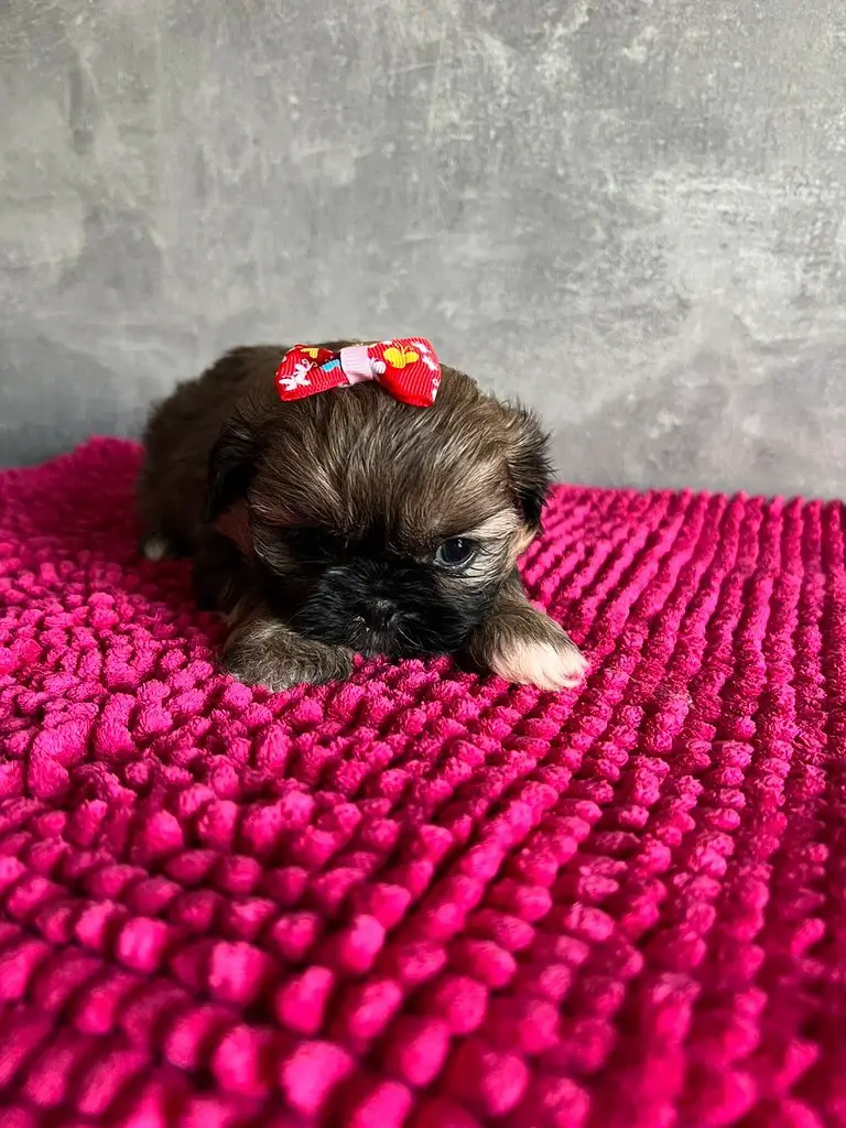 Miniature Imperial Shih Tzu Puppies For Sale