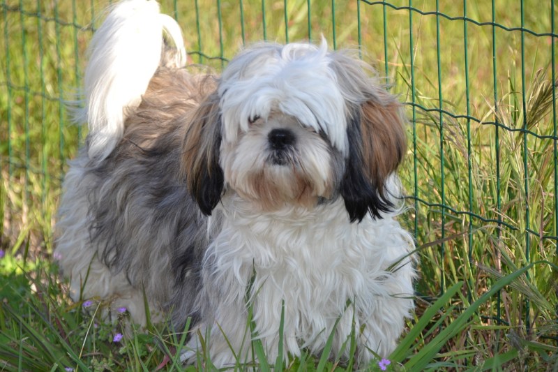 Miniature Shih Tzu Puppies For Sale In Nc