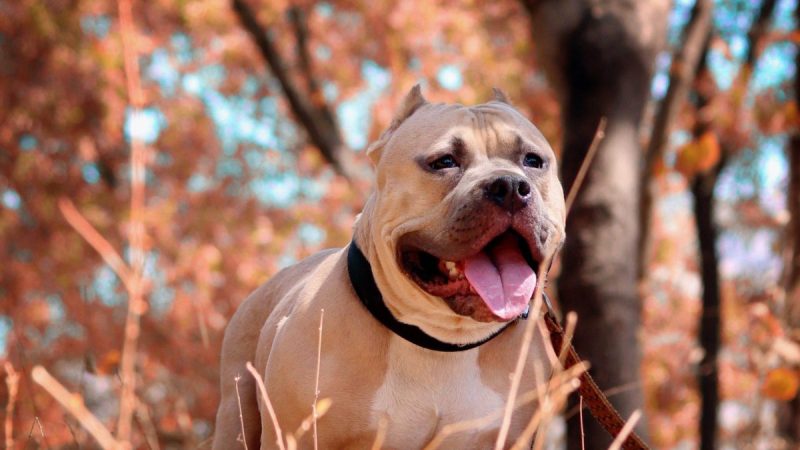 Pitbull Puppies For Sale In Fort Wayne Indiana
