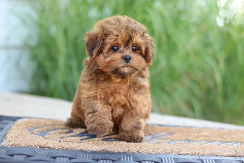 Shih Tzu And Poodle Mix For Sale