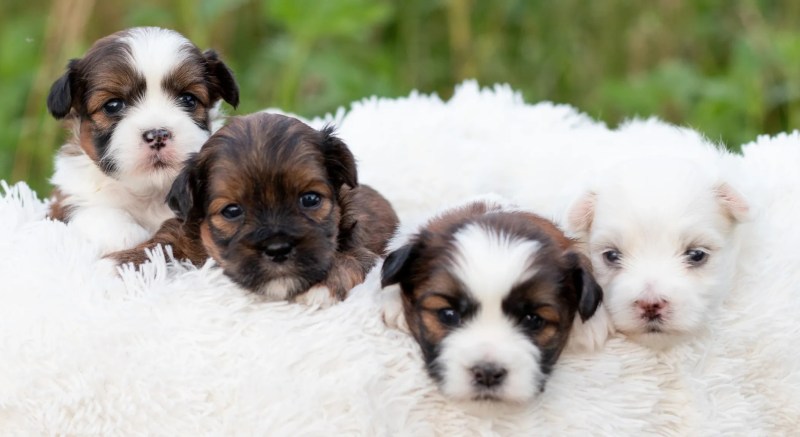 Shih Tzu Bichon Teddy Bear Puppies