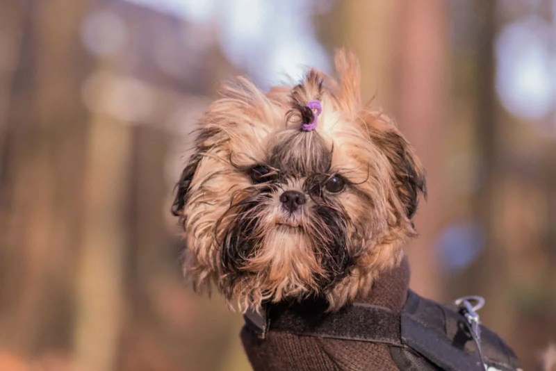 Shih Tzu Breeders In Florida