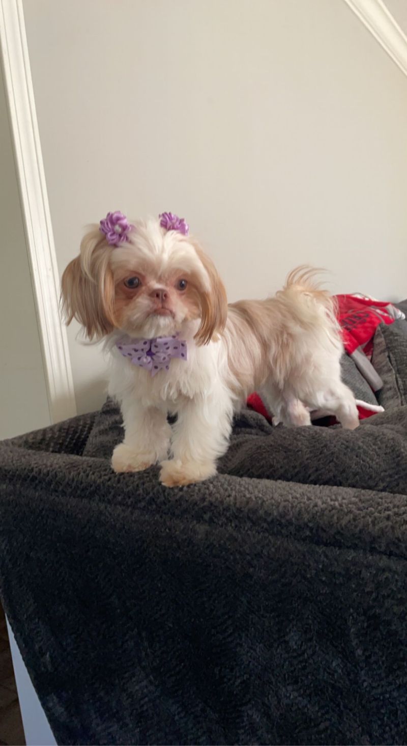 Shih Tzu For Sale Tampa - ViassildNews