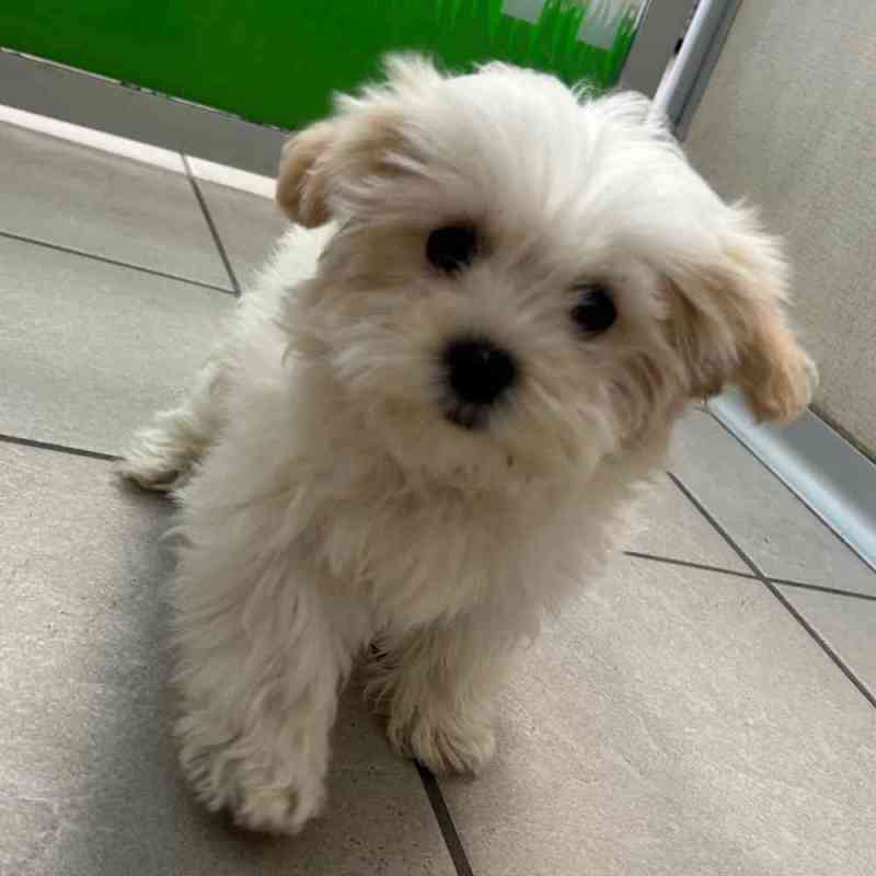 Shih Tzu Maltese Bichon Mix For Sale
