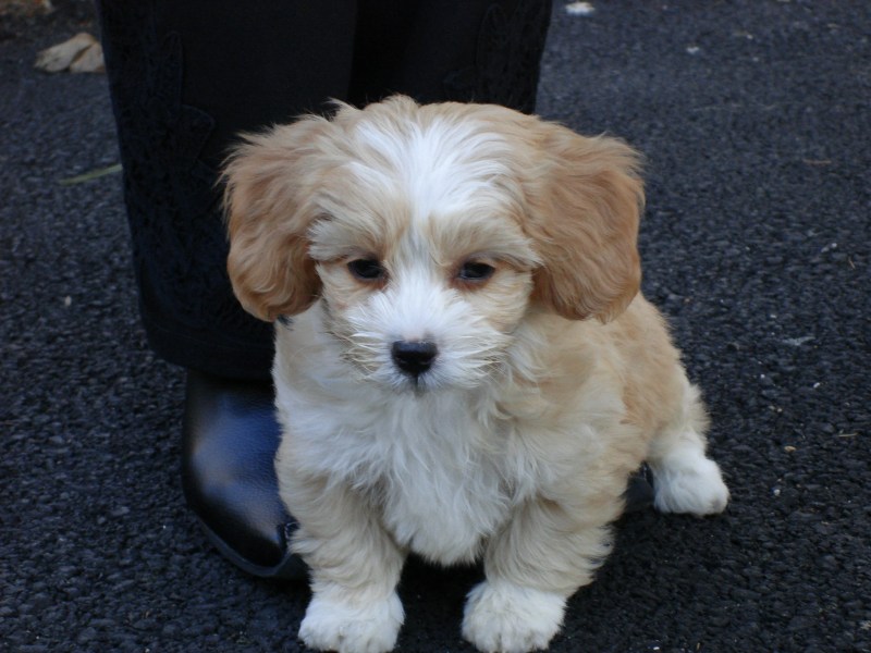 Shih Tzu Poodle Mix Adoption