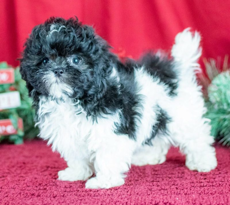 Shih Tzu Poodle Mix For Adoption