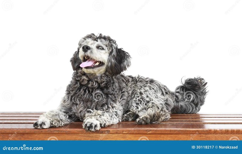 Shih Tzu Poodle Mix Full Grown