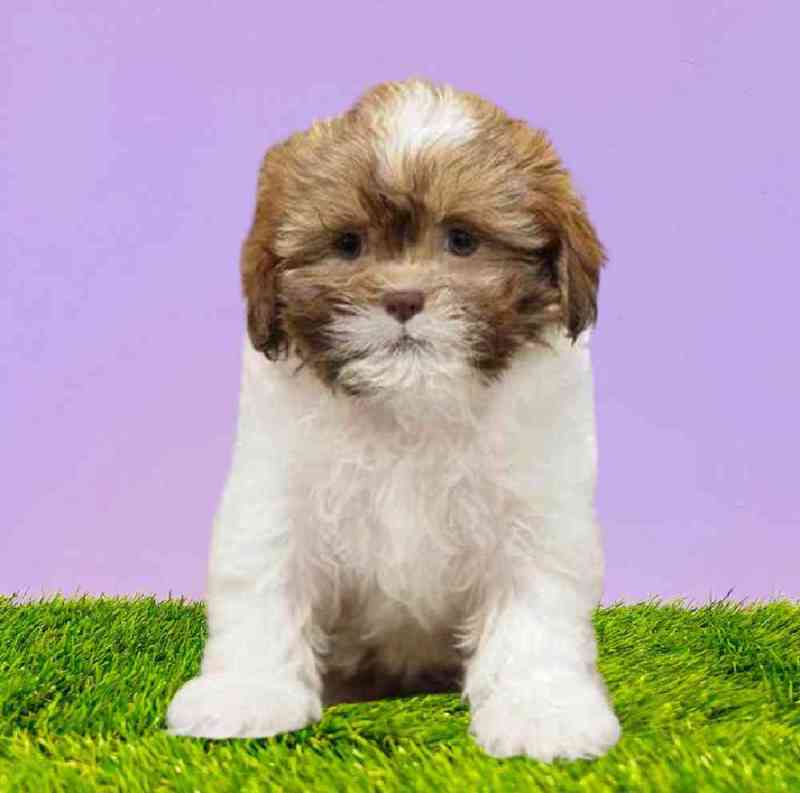 Shih Tzu Poodle Mix Near Me