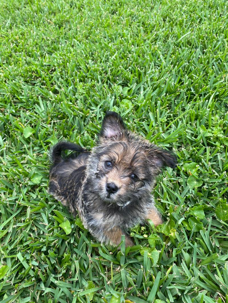 Shih Tzu Poodle Mix Puppies For Adoption - ViassildNews