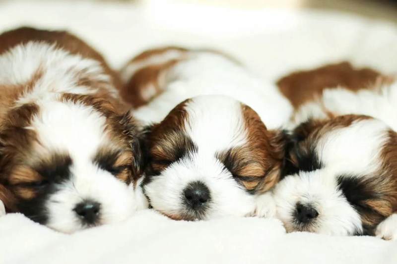 Shih Tzu Poodle Mix Puppies For Sale In Pa